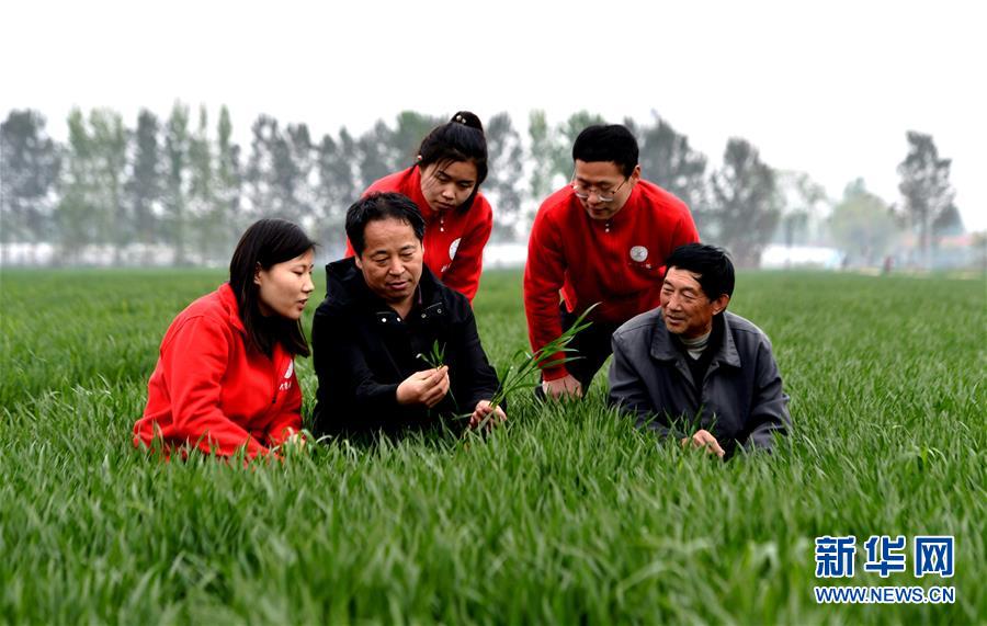 4月19日，中国农业大学师生在麦田查看小麦长势。新华社记者 王晓 摄