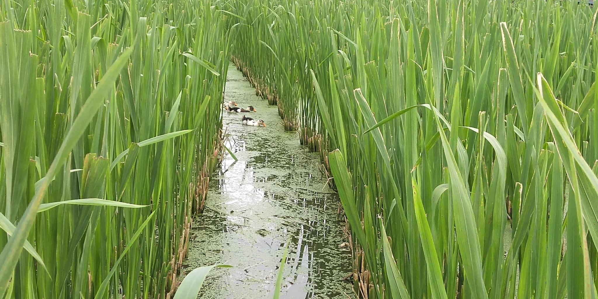 缙云壶镇15个村抱团发展"放心茭白" 年产值超亿元