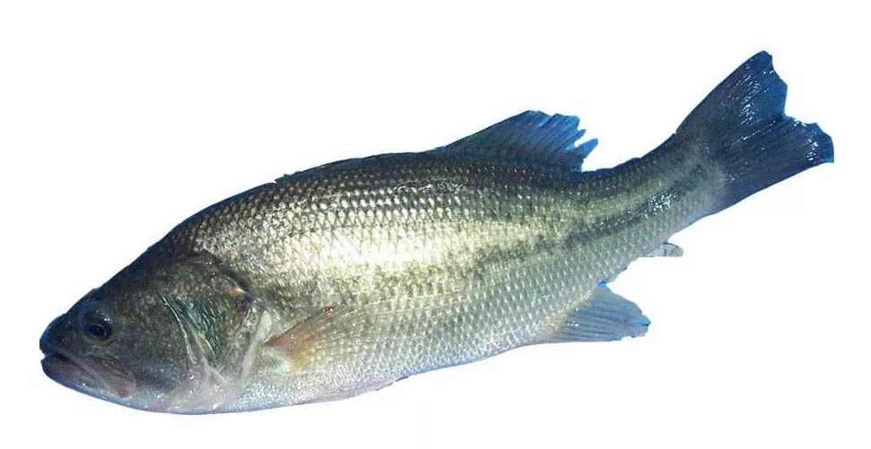 这些鱼,虾,蟹被抽检出不合格!|淡水|抽检|福州市_新浪新闻