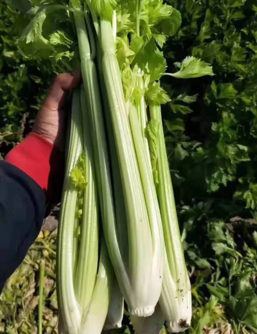 张家口几十万吨蔬菜滞销!菜农们急需援手!快帮帮他们!