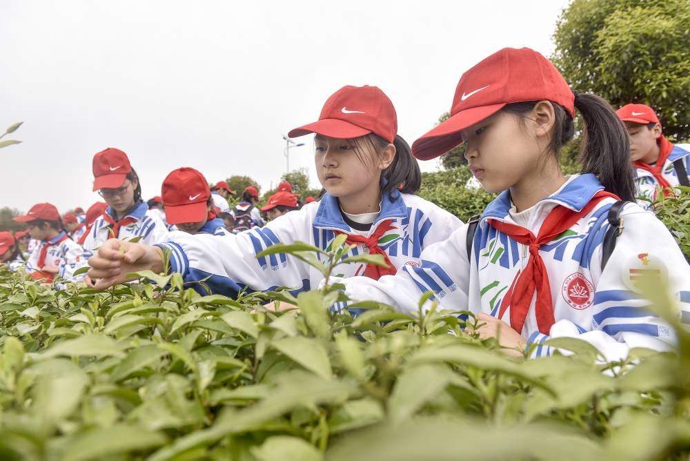 沅陵:小学生茶园采摘感受家乡茶文化