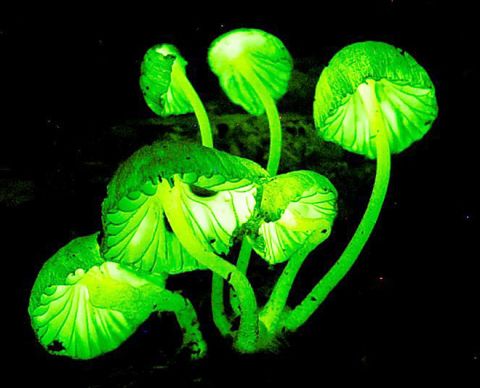 发光蘑菇照亮了整片森林