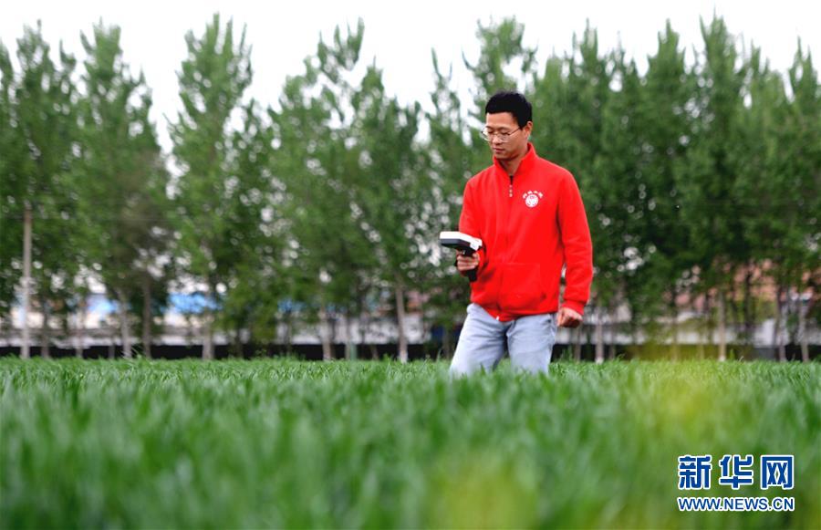 4月19日，中国农业大学学生在麦田采集实验数据。新华社记者 王晓 摄