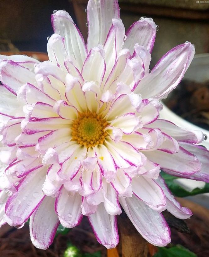 养优良名菊玉壶春似仙女裙板如梦如幻