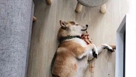 柴犬口吐"鲜血"躺在地上,主人急忙上前查看,最后有点哭笑不得.