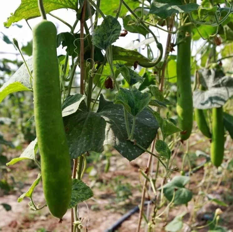 毒性不亚于砒霜?老人吃后竟吐出血水被毒倒!这种蔬菜正大量上市