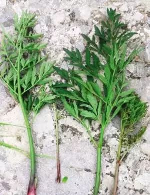 马上检查你家厨房,发现这个赶紧扔掉|八角|莽草|织纹螺_新浪新闻