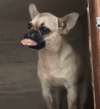 狗子舌头肿得跟香肠一样,仔细一看后笑喷了.