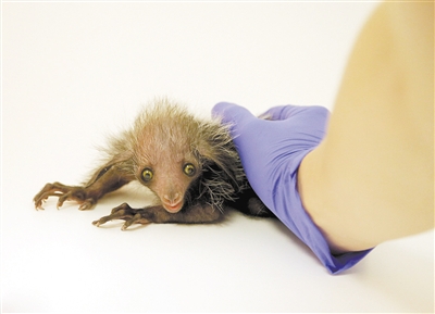 大眼萌物超珍稀指猴宝宝亮相