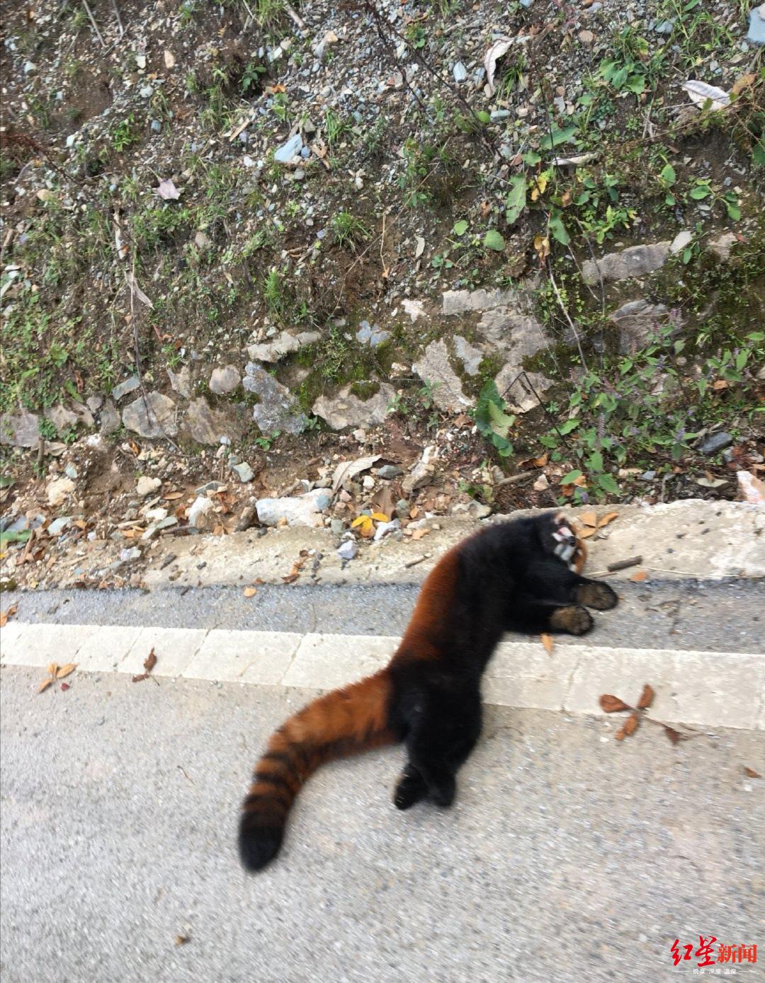 小熊猫车:网友称小熊猫被车压死 四川凉山警方介入调查 ↑网友拍下的现场