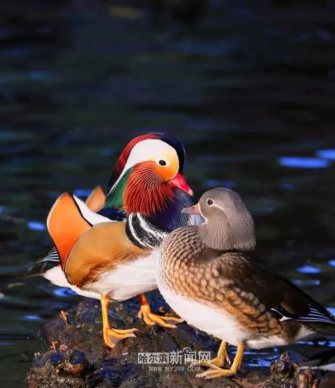 "哈籍鸳鸯"与冰城的20个四季轮回|原来还有这么多故事,如此缠绵