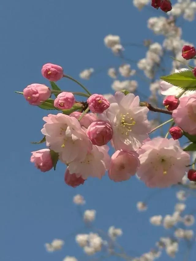 朋友圈花花花顾村公园昨有14万人全上海的花都在开这些地方也不错