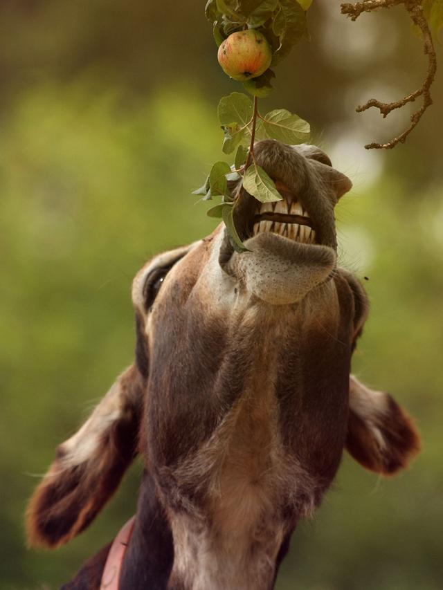 动物世界逆袭的典范驴子也能拍的唯美可爱