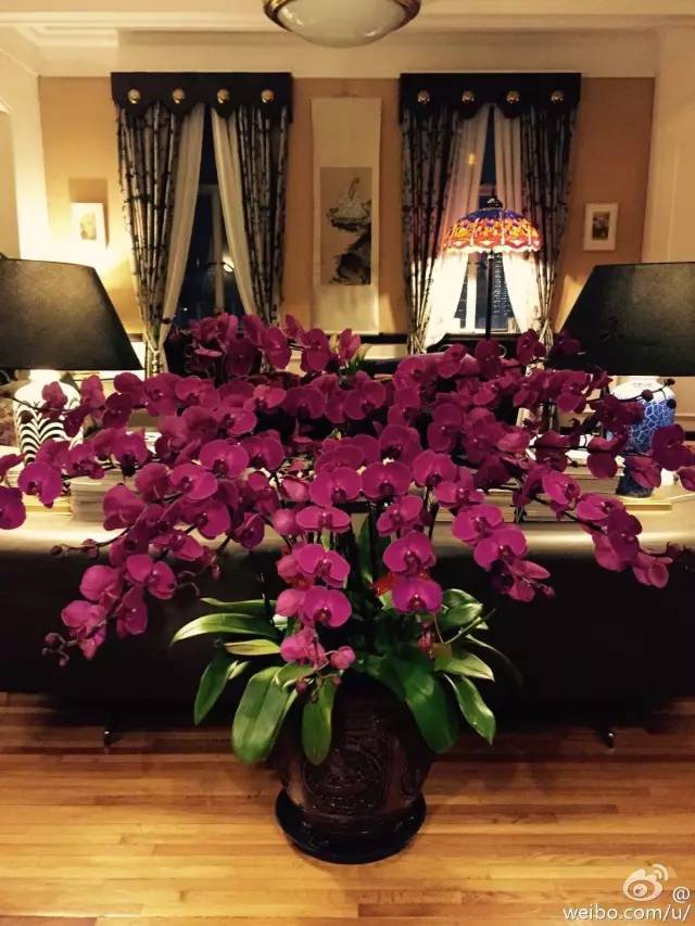 金星在上海的家首次面对节目镜头,好美好温馨,鲁豫羡慕不已