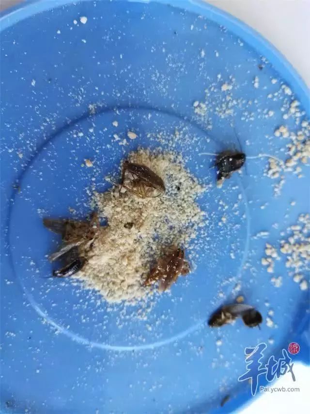 可怕广州女子耳朵深夜跑进蟑螂这样应对才是正确的