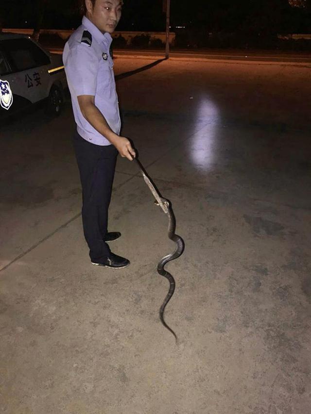 毒蛇深夜闯入村民家 临海公安紧急抓捕