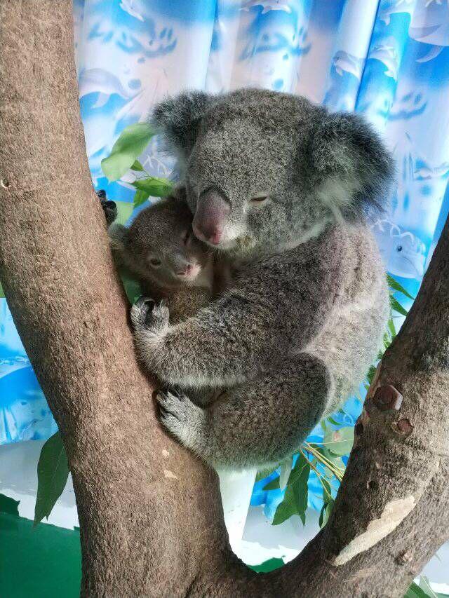 偶尔会尝试着自己拽桉树叶吃,饲养员每天会将考拉宝宝和妈妈抱到户外