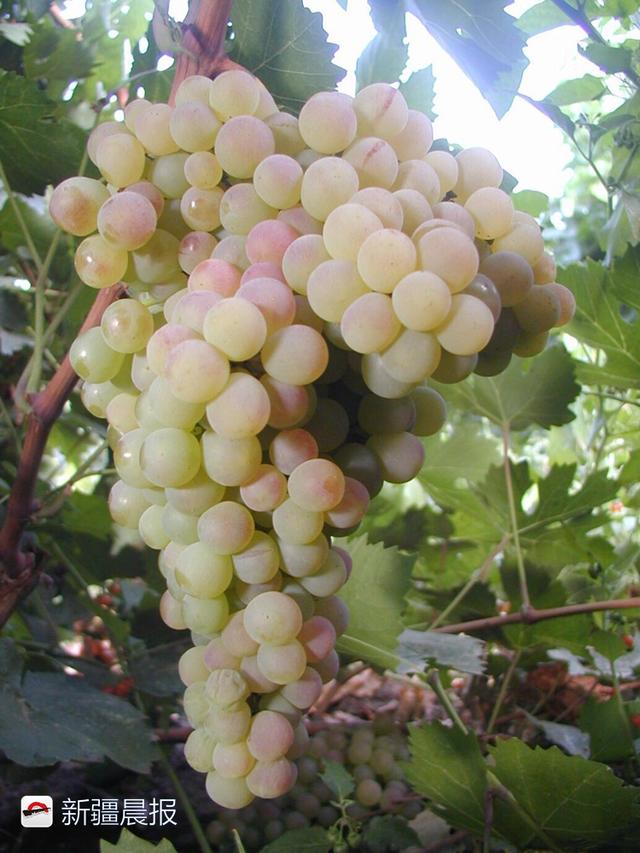 日本触及核武门槛 日本无核三原则怎么来的