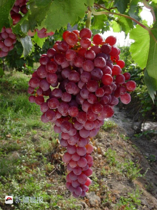 新疆220万亩葡萄大丰收酿酒葡萄超过55万亩