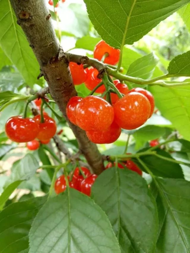 又到了大把大把吃恩桃儿的季节收好这份采摘攻略错过等一年