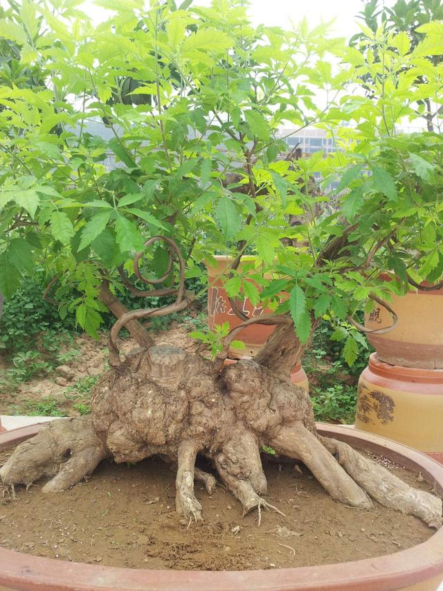 黄荆树桩养成盆景价值不俗喜欢的盆景的别错过