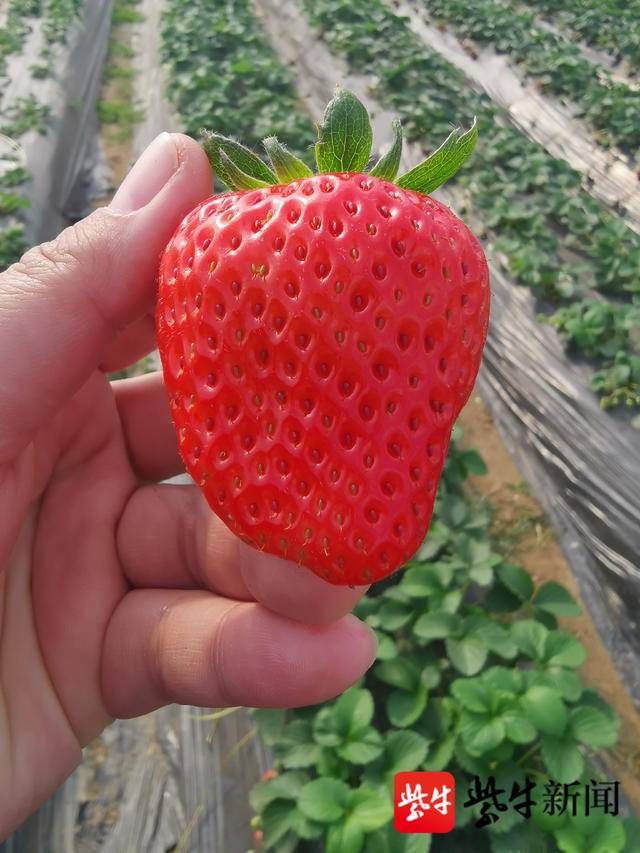 吃货看过来镇江大棚草莓初上市普通的白雪天使一斤要150元