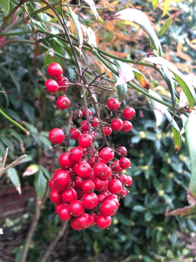 身边的草药--南天竹