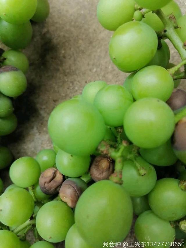 浅析葡萄黑腐病防治措施