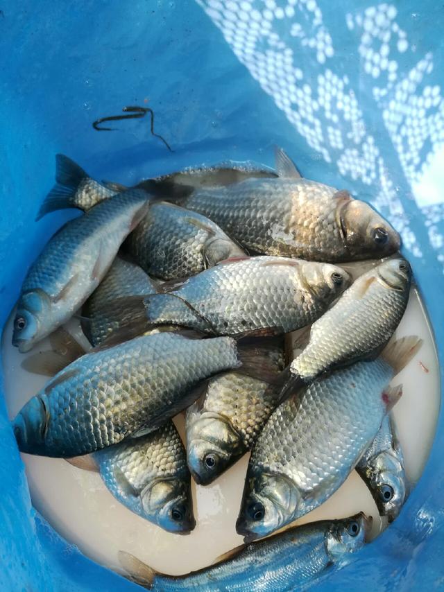 媳妇化身提桶妹 渔获满满真开心|媳妇|鱼|提桶_新浪新闻