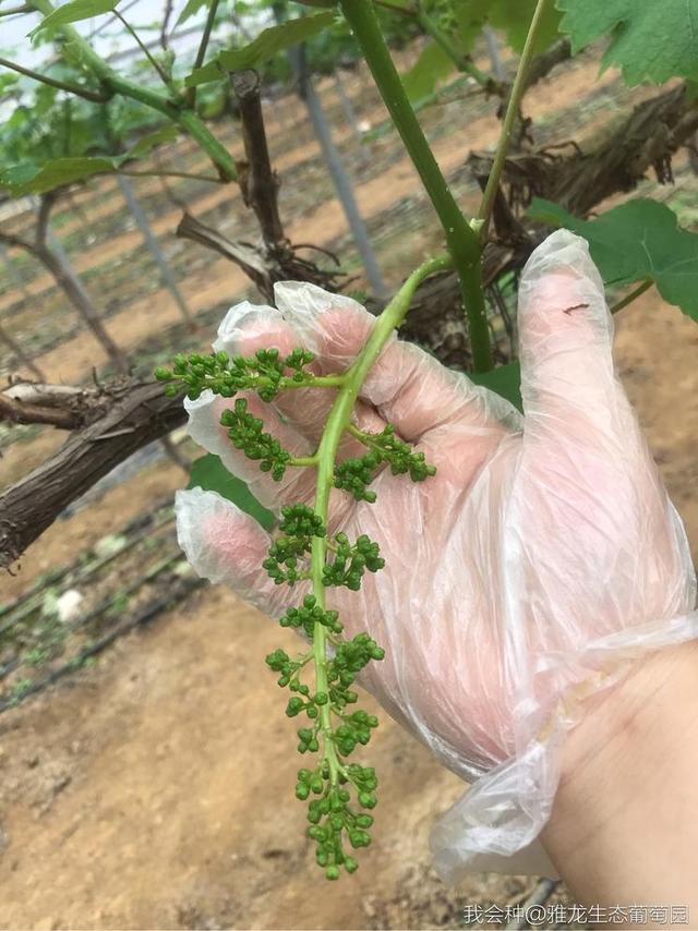 广西平果县夏黑葡萄花穗,网友:太漂亮了