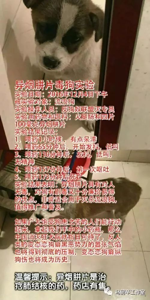 有不止一个网友详细记录了用异烟肼毒狗的"实验",有操作方法,有流浪狗