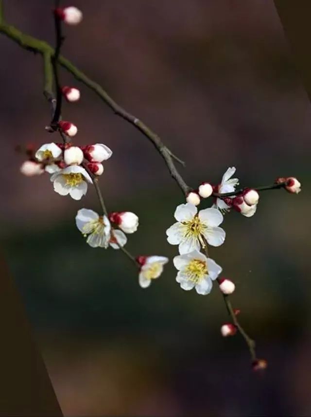 厉害了!潜山红河谷发现有野梅分布