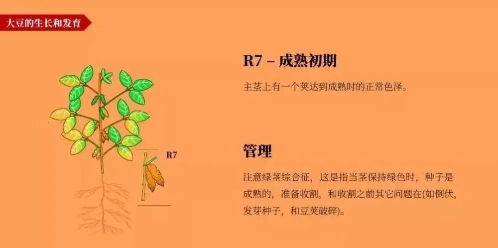 分别为:营养生长阶段,营养生长和生殖生长并进阶段和生殖生长阶段