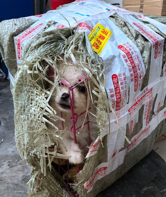 犬只随意买卖,监管漏洞何时堵?|犬只|宠物|宠物店_新浪新闻