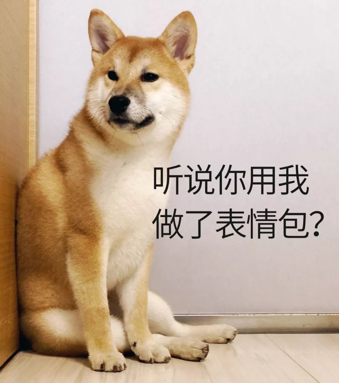 当我家的狗也开始做科研.|科研|表情包|呋喃_新浪新闻