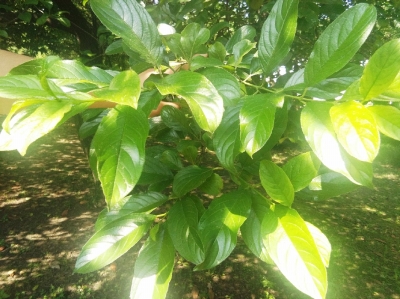 扬大校园有棵树 名字有些怪 它叫"冻绿" 在扬州不多见|扬州|扬大|绿树