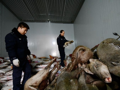 陕西破获特大捕杀濒危野生动物案 设置"高压线"电杀猎物