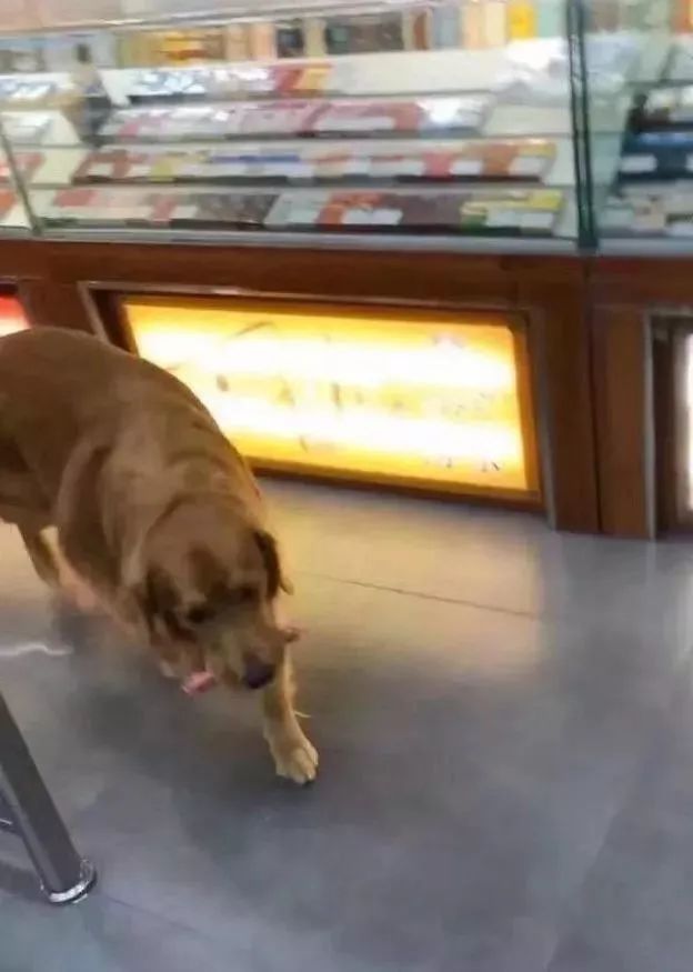 金毛叼纸片去超市购物,还知道排队结账,店员:你这么萌我买单