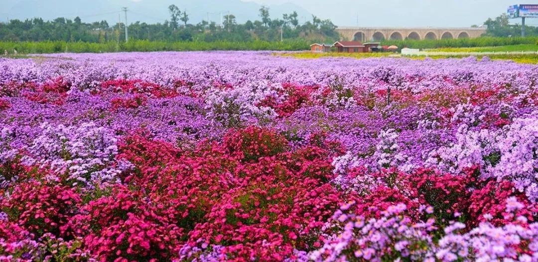 这个绝美的千亩花海,分分钟美爆朋友圈