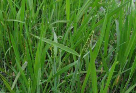 农村不起眼的野草"看麦娘",解毒消肿,可治疗小儿腹泻