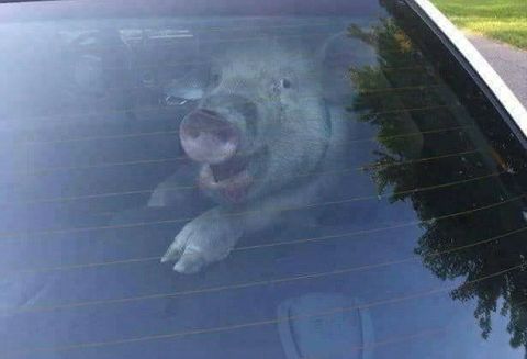 猪在车上的表情包图片
