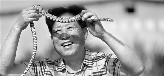 探秘中国第一蛇村 对养蛇户来说,蛇是他们的摇钱树。