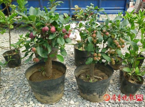 这些袖珍果树多以海棠为本木,嫁接上各种优质苹果,沙果等枝条培育而成