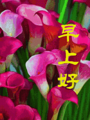30早上好送你最全的早上好表情图片太美了快收藏