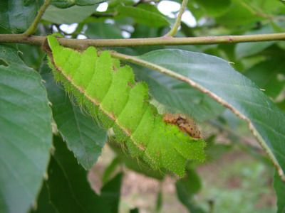 柞蚕又名青杠蚕,山蚕等,是一种吐丝昆虫,因喜食柞树叶得名