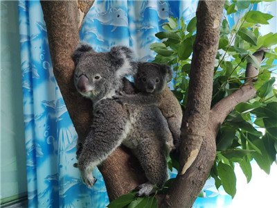 【视频】萌化了!红山新生的考拉小宝宝,躲在育儿袋里看世界