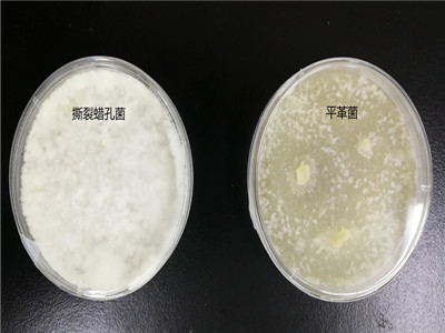 海关最近截获的撕裂蜡孔菌和平革菌原来长这样