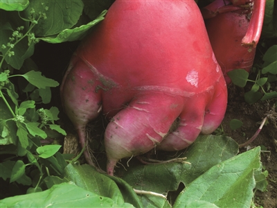 怪大萝卜伸出娃娃手