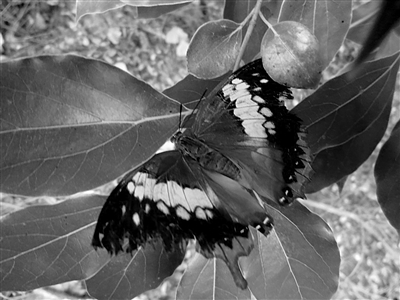 蝴蝶中的霸王蝶首现浦口绿水湾湿地