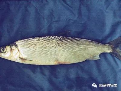 新疆赛里木湖凹目白鲑中6 种重金属元素含量分析及食用安全性评价